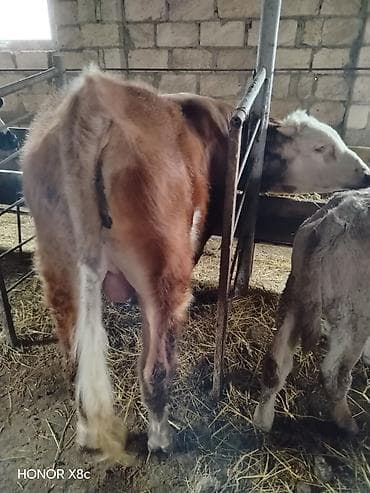 20 bas maldi tek tekde sarilir balali ineyler erkey didi damazliq