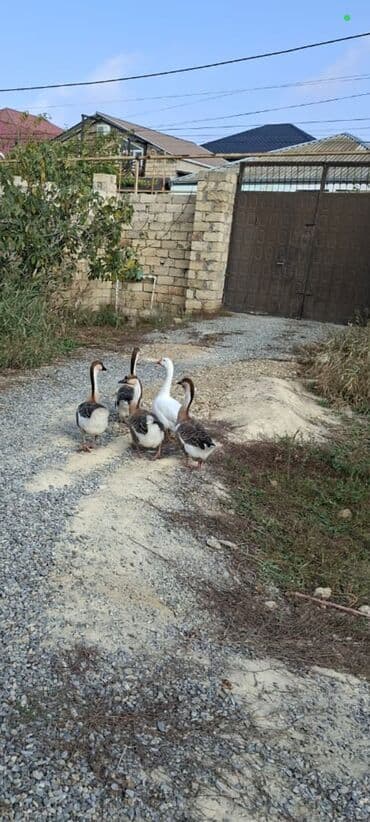 Tofas: Satılır: Qaz dəstəsi - Şəkildə göründüyü kimi bir neçə baş qaz. - — 1