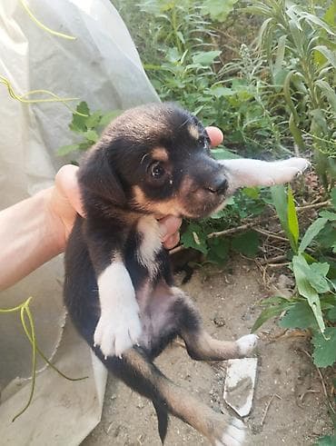 doberman satışı: Zvonok — 2