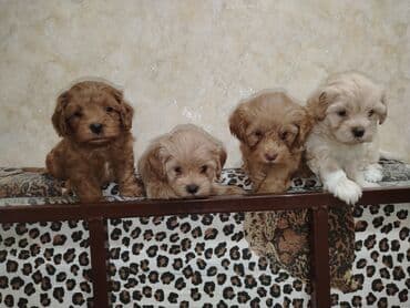 где можно купить собаку мальтипу: Mini və mikro maltepoo cinsli balalar rəngləri 2 qırmızı(red) 1 — 3