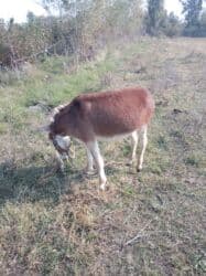 Gəmiricilər: Başlıq: Salam satılır – ünvan Tərtər, arava çəkir. Fikri ciddi olan — 3