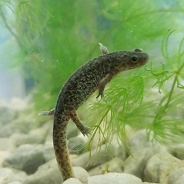 balıq yemleri: Su salamandrası – akvarium üçün ekzotik amfibiya - Növ: Salamandra — 1