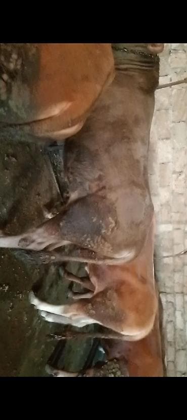 inek balasi: Salam 17 bas qurbanliq danalar her cekide var qiymet 17 m — 5