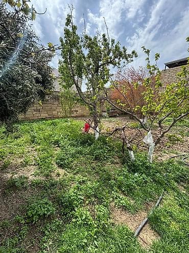 qarpiz satisi: 3 sot, Tikinti, Mülkiyyətçi, Kupça (Çıxarış) — 5