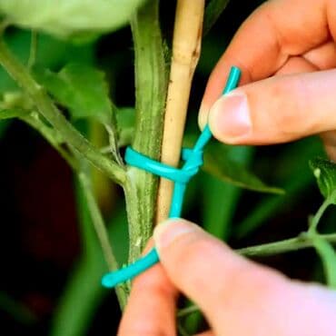 bıçaq şəkilləri: Yeni Bağ qayçısı, Rayonlara çatdırılma, Ödənişli çatdırılma, Ünvandan götürmə — 3
