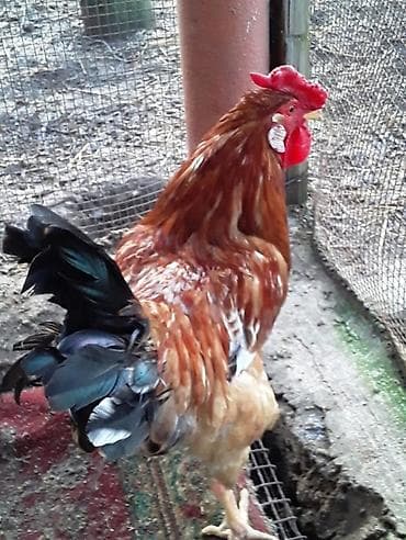 Птицы: Петух, лет: 1 — 3