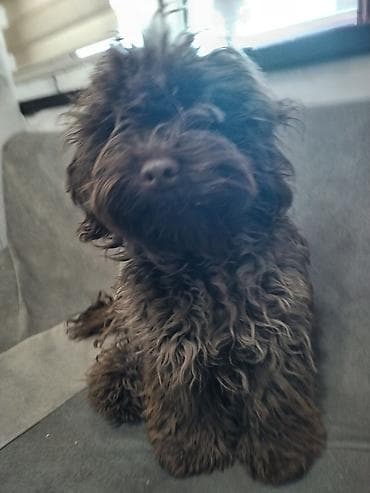 1 ay, Erkek, Ödənişli çatdırılma