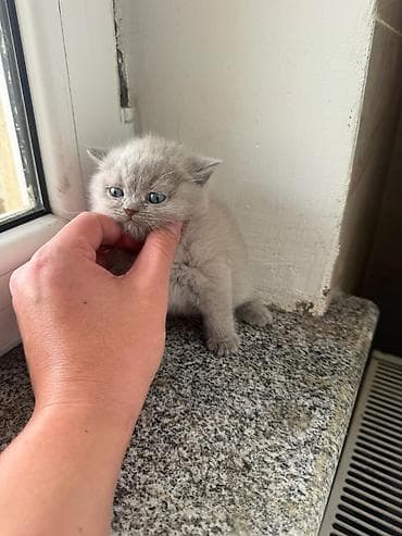 pisiy: Şotland yastı qulaq, Yaxşı əllərə — 5