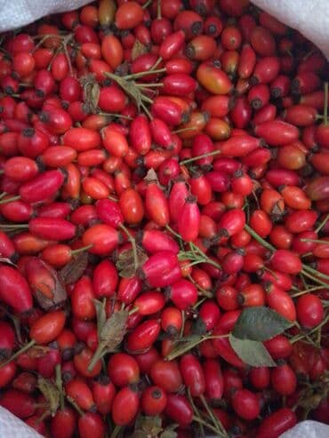 qarin ve bel piylerini eritmek: İtburnu meyvəsi 🌿 🏞️ Şəki rayonundan yeni gəlib 📦 Bakı şəhərinə — 1