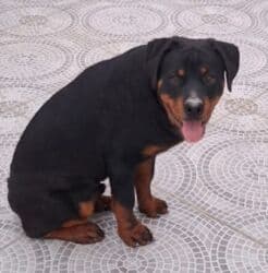 корм для собак баку: Rottwelier
6 aylıqdı — 1