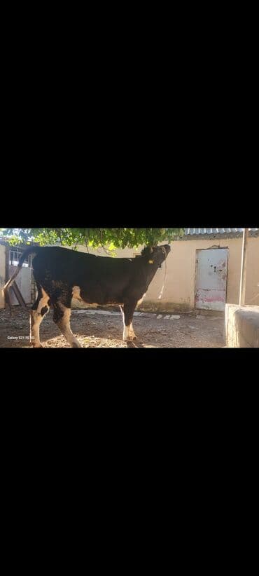 heyvanlara verilen adlar: - Cins tip: qara-ağ alman tipli (Holşteynə oxşar). Bədən quruluşu enli — 2