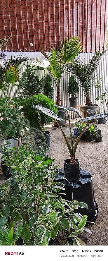 1 yaş dekoru: Yelpazəyarpaq palma (Washingtonia robusta) – qapalı və açıq məkanlar — 7