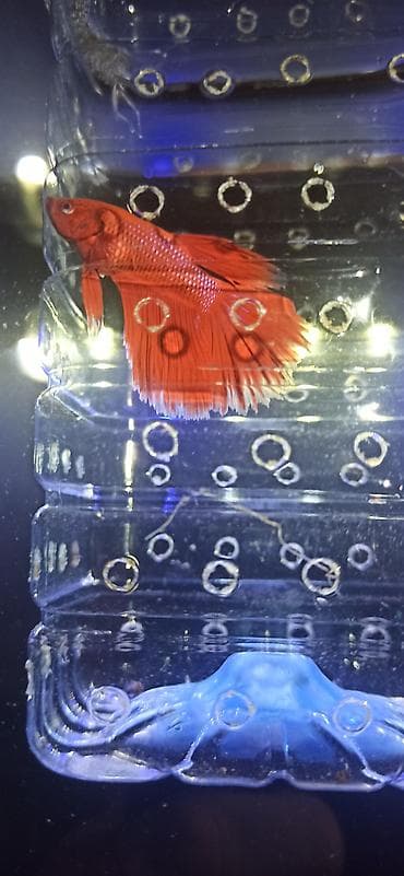 heyvan evləri: Betta (Petuşok balığı), Ünvandan götürmə — 2