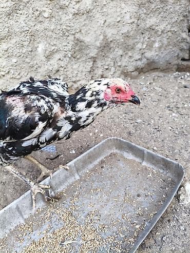 beceler: Heyvanlar merdekandadi. fikri ciddi olanlara etrafli melumat — 7
