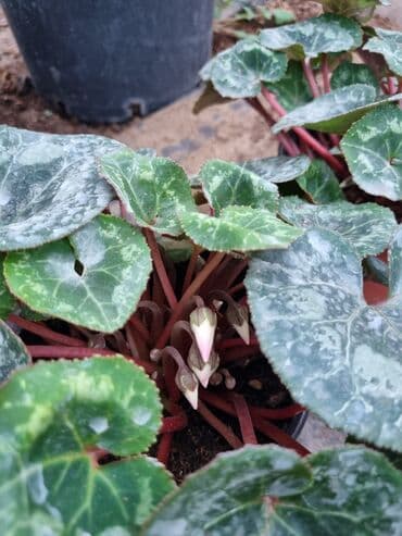 qızıl gül buketi: Gullerin satişi — 26