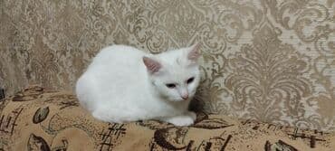 maraqli pişik adları: Dişi, Yaxşı əllərə, Ünvandan götürmə — 4