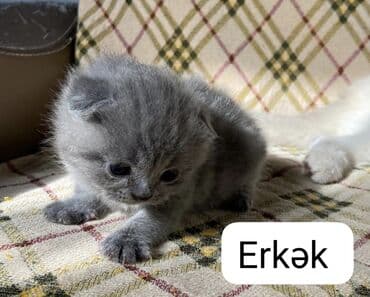 американский вислоухий кот: Шотладская вислоухая, Самец, Самка — 8