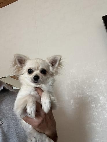gold chinchilla: Çixuahua, 8 ay, Erkek, Peyvəndli, Ödənişli çatdırılma — 4
