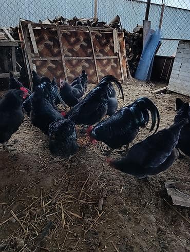 K/t heyvanları üçün mallar: Toyuq, Damazlıq — 4