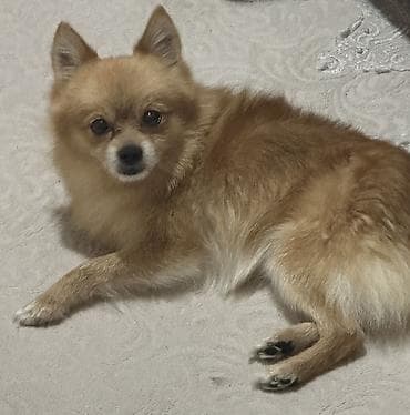 ov itləri: Şpitz, 2 il, Erkek, Peyvəndli, Pulsuz çatdırılma — 2