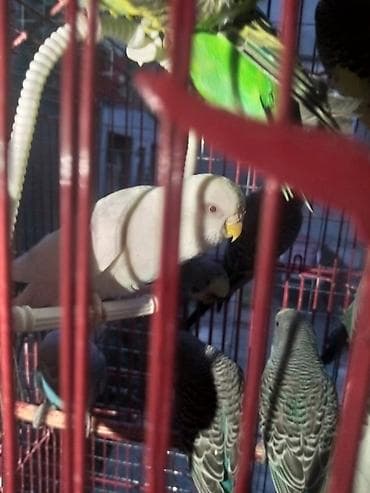 Valnist 13 manattan hamsin alana endirim 20 ededdi