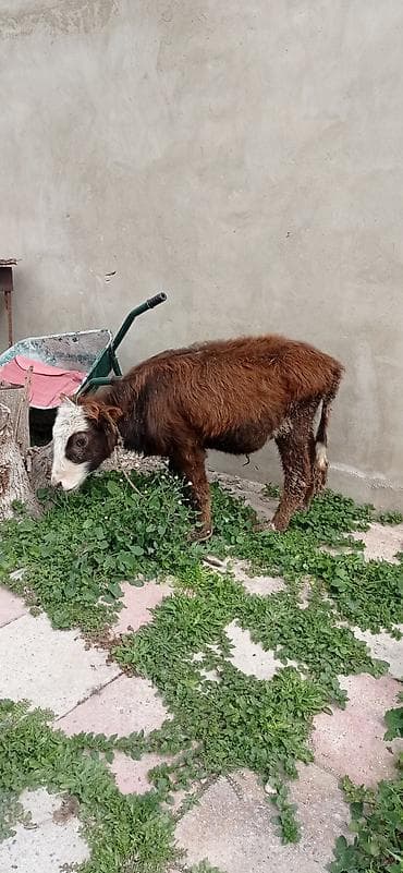 buzov satışı: Satılır: balaca dana - Cins: qarışıq (qəhvəyi bədən, ağ-al rəngli — 7