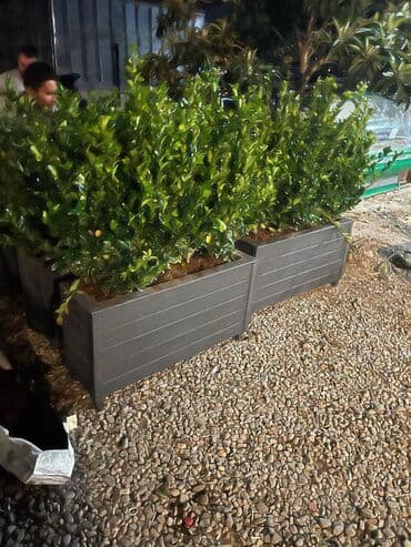 dekorativ otaq bitkiləri: Bu taxda dipçekin ölçusu 100x30x55 Bu standart alinan ölçudur — 9