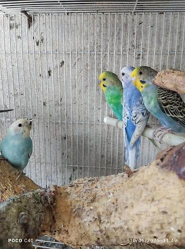 tutuquşu satışı az: Nömrəli qəfəsdə müxtəlif rəngli dalğalı tutuquşular — 5