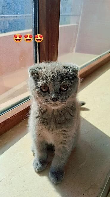 Кошки: Шотландская — 1