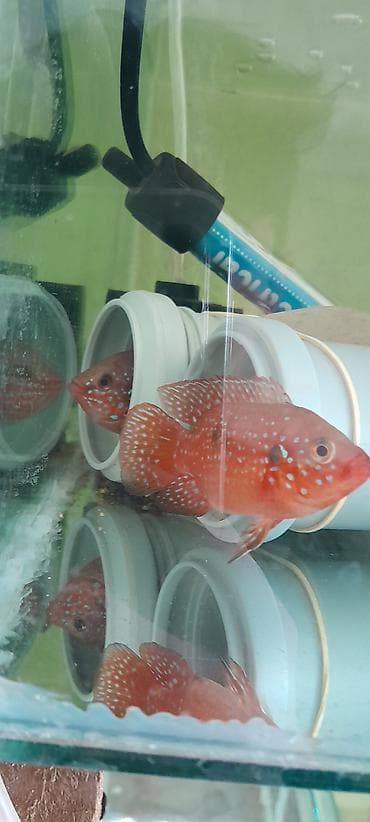 akvarium baliqi: Cixlid balığı — 2