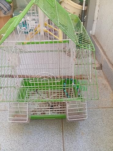 quşlar: Quş qəfəsi – yaşıl damlı, metal barmaqlıqlı model ünvandan götürülmə — 2