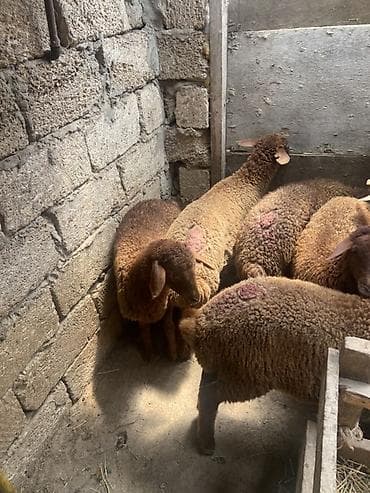 lalafo quzu: Qoyun balaları – yerli cins, qəhvəyi-yumşaq yunlu - Növ: qoyun (quzu) — 2