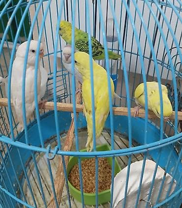 5 eded tutuqusu satilir 5_in birlikde qiymeti