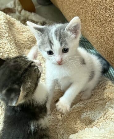 ev pişiyleri: Erkək, Dişi, Yaxşı əllərə — 3