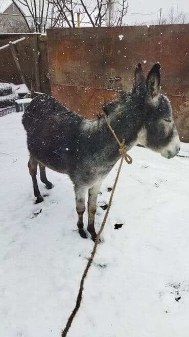 ZİL: Eşşəklər — 2