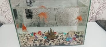 akvaryum matoru: Akvaryum komplekti – şüşə akvarium və qızıl balıqlar - Şəffaf şüşədən — 3