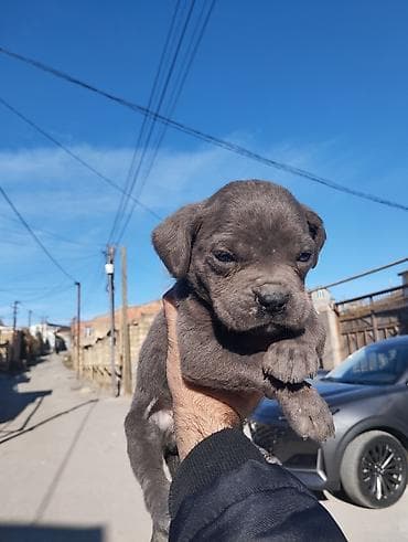 ingilis setteri it cinsinin adı: Kane-Korso, 1 ay, Dişi, Peyvəndli — 6