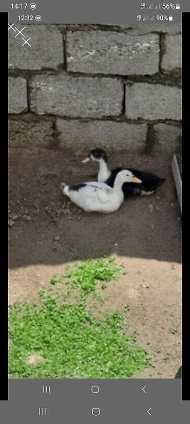 ördək lavanda: 2 edet ordek 20 m yemde verilir ustunde — 1