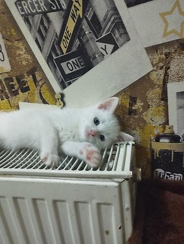 pişik satisi 2019: Van, Yaxşı əllərə, Ünvandan götürmə — 2