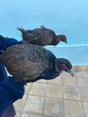 atla eşşəyin cütləşməsi: Qırqovul Cütü 50 azn — 1