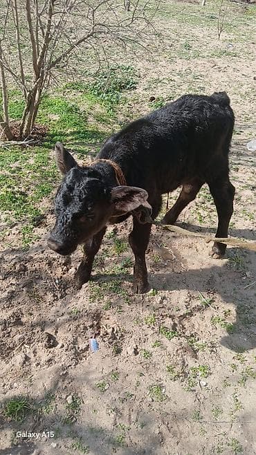 Другие с/х животные: Qara rəngli buzov
 Satılır ərkeydir qiymət 650 AZN — 2