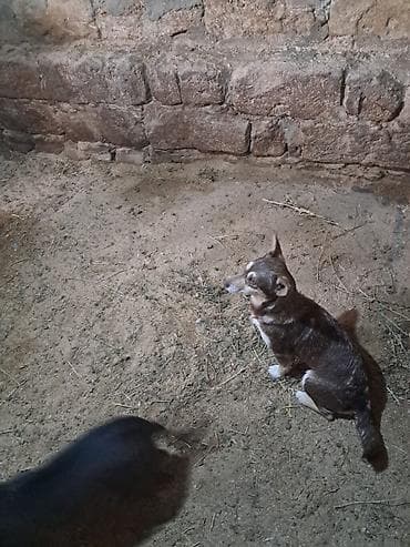 coban iti satisi: Zvonok, Dişi — 3