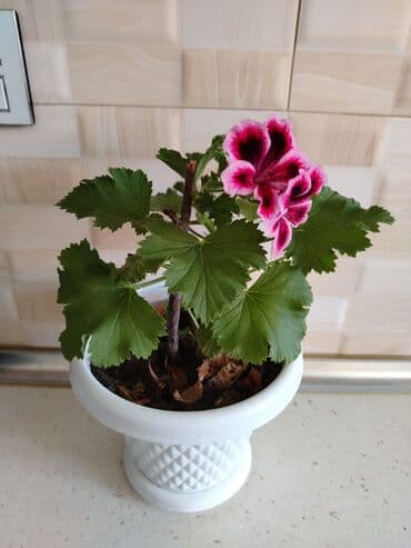 ağacların dərmanlanması: Otaq bitkiləri — 12