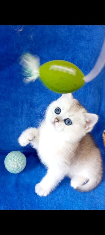 K/t heyvanları və malları: Britan, Dişi, Yaxşı əllərə, Ünvandan götürmə — 1