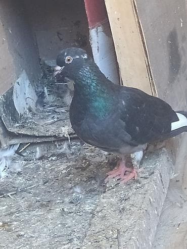 Ağ xallı maya tərkizirəm ona görə — 2