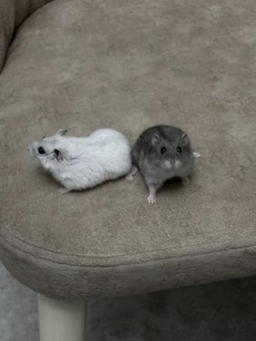 balaca heyvanlar: Cüt xırda hamsterlər – biri ağ, biri boz rəngdə. Kiçik ölçülü, çevik — 2