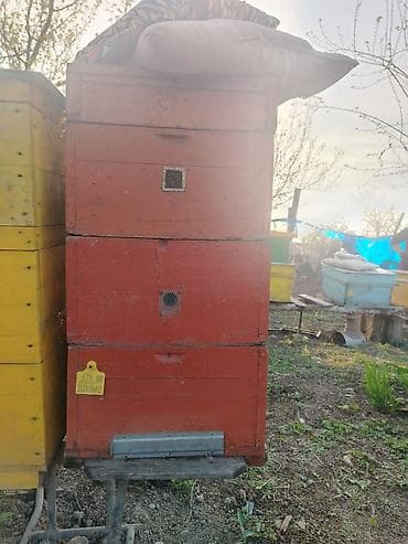 tagiyev qesebesi inek buzov: Ünvan Yevlax. Mavi sari yeşiklər 12 ramkaliqdir 10 Ədədir biri 55 — 1