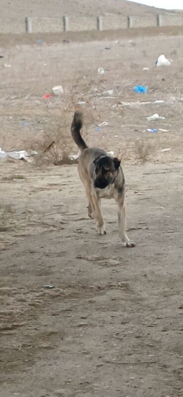 çoban iti satılır: 1 il, Dişi, Peyvəndli, Ödənişli çatdırılma — 3