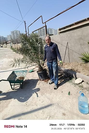 mandalin agaci: REAL ALICIYA ENDİRİM OLACAQ❗️Dekorativ palma ağacları – çətənə — 3