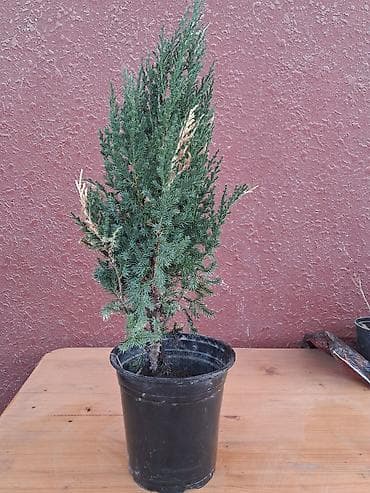 evkalipt bitkisi: Saksıda ardıc (Juniperus) dekorativ iynəyarpaq bitki - Növ: ardıc — 1